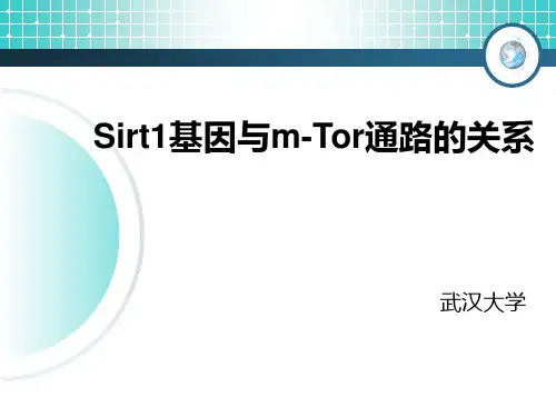 Sirt1基因与m-Tor通路的关系