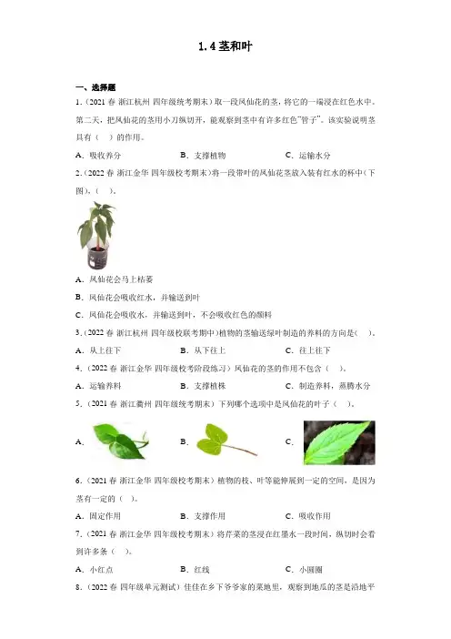 茎和叶(真题练习)四年级科学下册(浙江专版)教科版