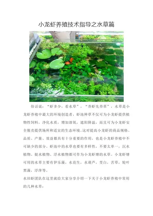 小龙虾养殖技术指导---水草篇