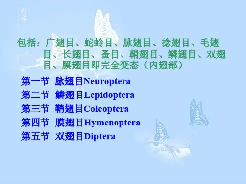 昆虫分类