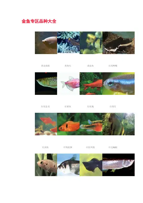 金鱼专区品种大全(精彩配图)