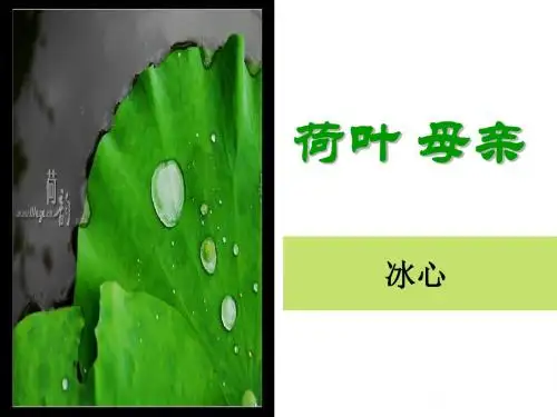 《荷叶母亲》PPT实用课件