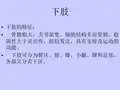 四肢解剖