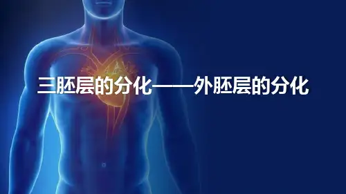 胚层的分化(组织胚胎学)