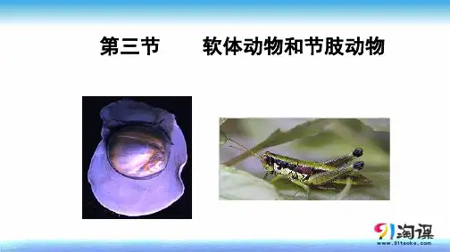课件2：5.1.2线形动物和环节动物
