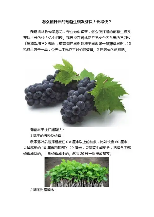 怎么使扦插的葡萄生根发芽快！长得快？
