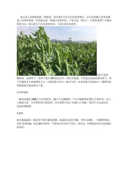 豌豆产量不高？掌握这五大种植技巧即可