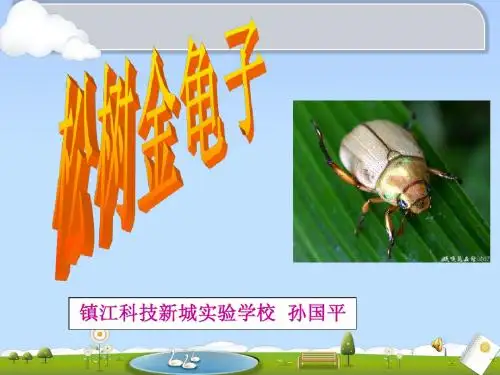《松树金龟子》课件——孙国平