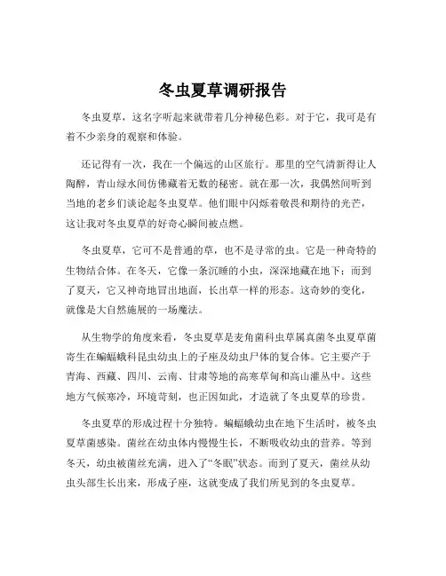 冬虫夏草调研报告