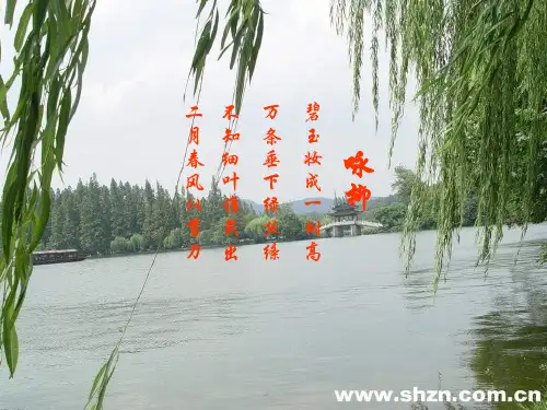 芽的类型和结构正式版