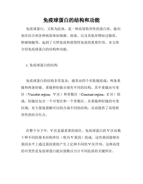 免疫球蛋白的结构和功能