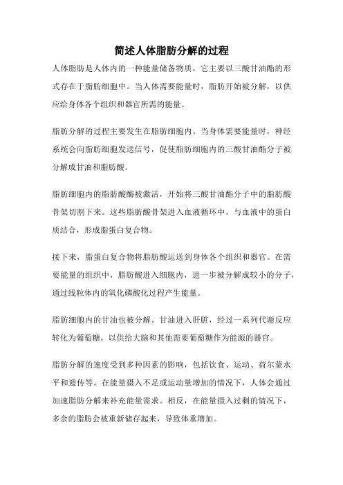 简述人体脂肪分解的过程