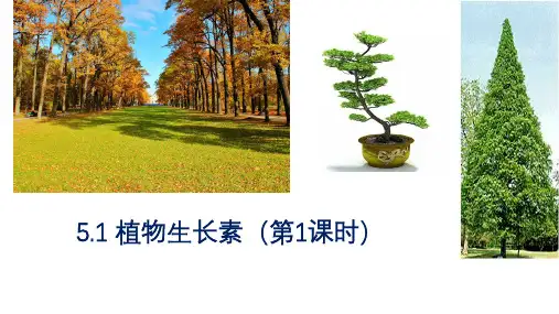 【课件】植物生长素课件2022-2023学年高二上学期生物人教版选择性必修1