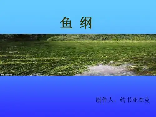 鱼纲