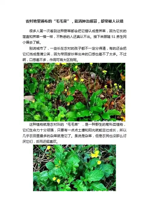 农村地里遍布的“毛毛菜”，能消肿治感冒，却常被人认错