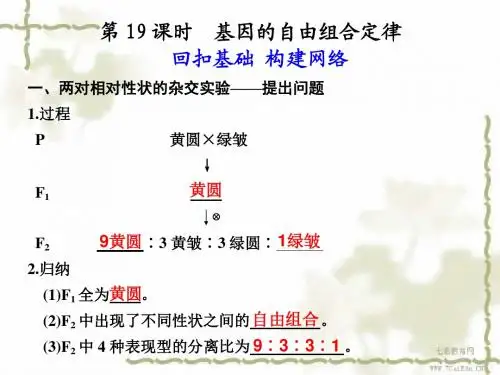 生物必修ⅱ苏教版第三章 第二节 基因的自由组合定律 精品课件.