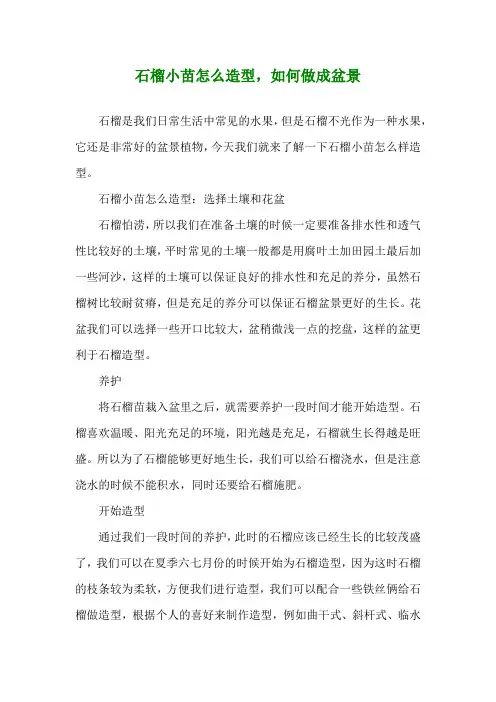 石榴小苗怎么造型,如何做成盆景