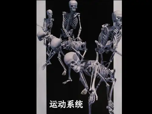 人体解剖生理学——运动系统