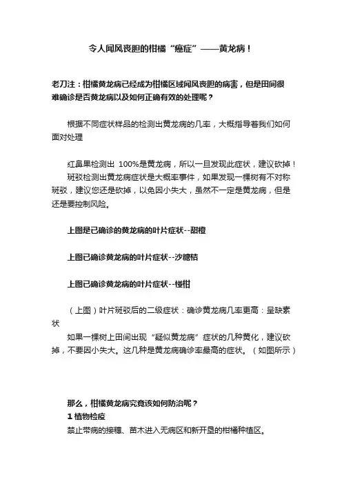 令人闻风丧胆的柑橘“癌症”——黄龙病！