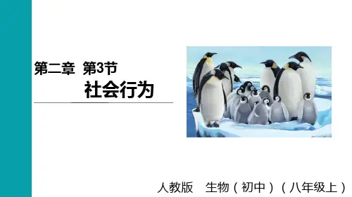人教版八年级生物上册 第5单元  生物圈中的其他生物第二章  动物的运动和行为第三节  社会行为