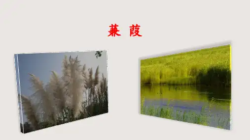 《蒹葭》ppt课件