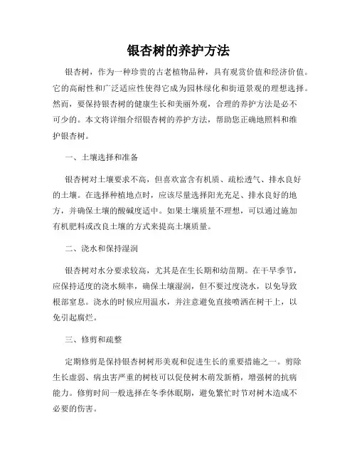 银杏树的养护方法