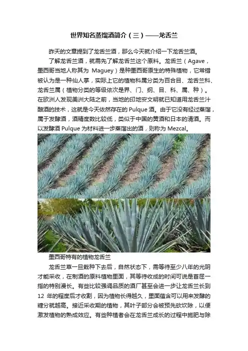 世界知名蒸馏酒简介（三）——龙舌兰