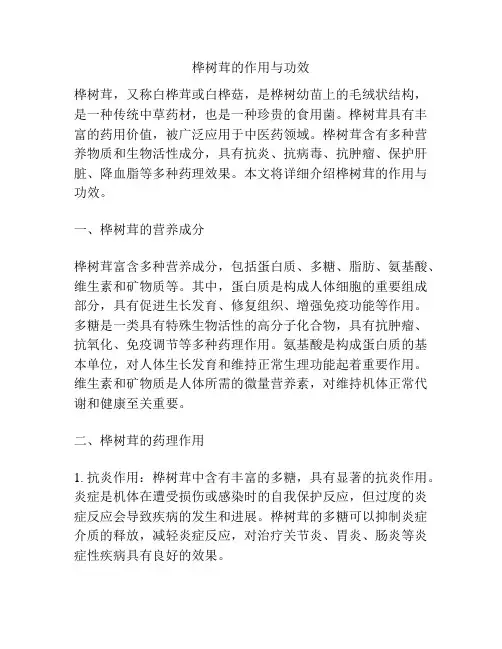 桦树茸的作用与功效