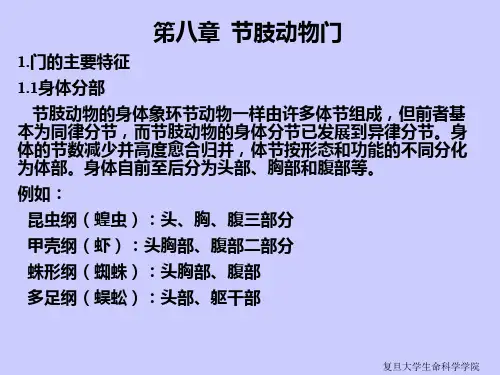 笫八章节肢动物门1门的主要特征11身体分部节肢动物的身体象