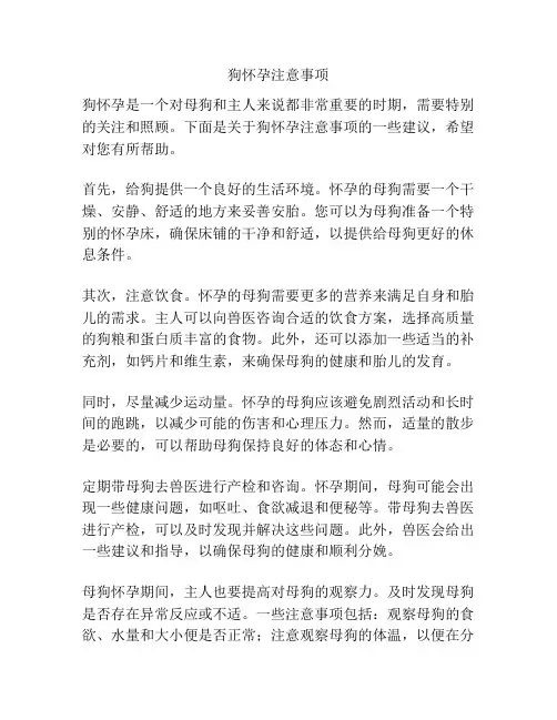 狗怀孕注意事项