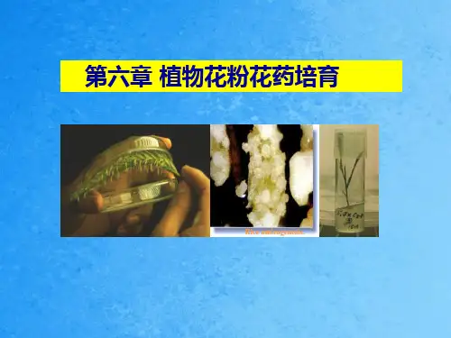植物花粉花药培养ppt课件