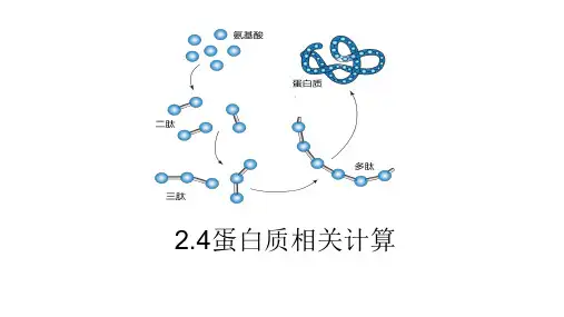 蛋白质计算课件-2024-2025学年高一上学期生物人教版(2019)必修1
