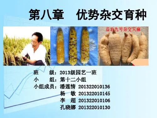 第十二组   第八章优势杂交育种