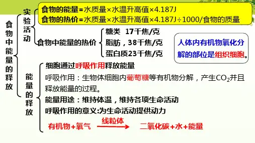 第10章 人体的能量供应复习课件 北师大版生物七年级下册