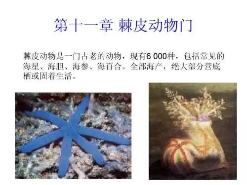 普通动物学-第十一十二章 棘皮动物门半索动物门