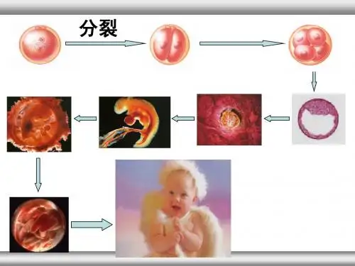 细胞的分化、衰老、凋亡、癌变PPT1