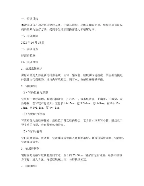 解剖泌尿系统的实训报告