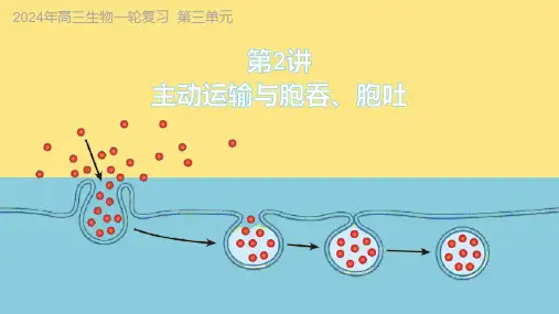 第2讲 主动运输和胞吞、胞吐-2024年高考生物大一轮复习课件