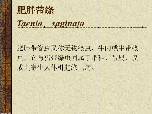 牛带绦虫