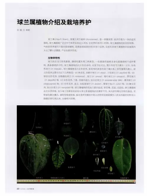 球兰属植物介绍及栽培养护