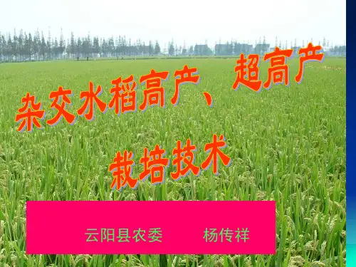杂交水稻高产、 超高产栽培技术