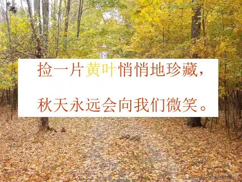 《秋天的树叶》课件