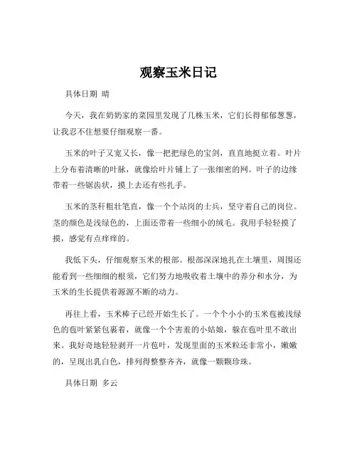 观察玉米日记
