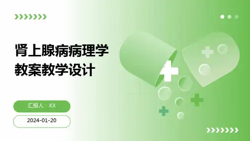 肾上腺病病理学教案教学设计