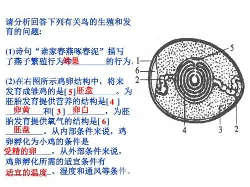 基因控制生物的性状课件(共33张PPT)