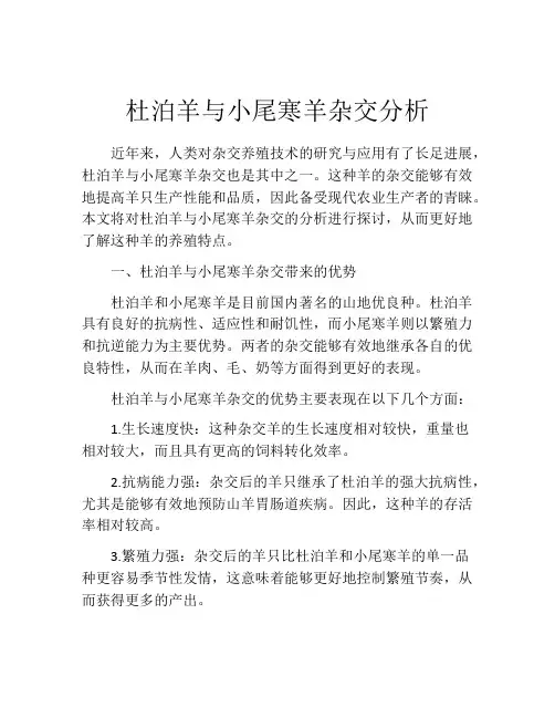 杜泊羊与小尾寒羊杂交分析
