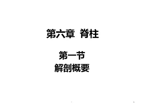 脊柱的解剖概要PPT课件