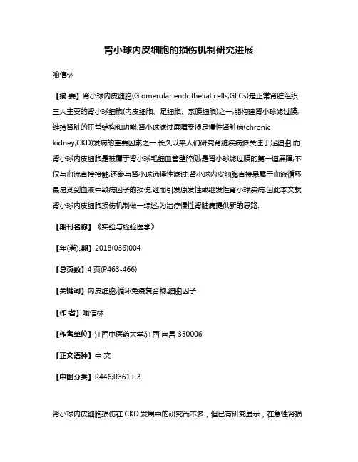 肾小球内皮细胞的损伤机制研究进展