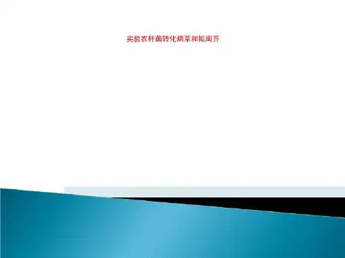 实验农杆菌转化烟草和拟南芥