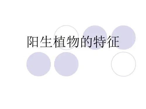阳生植物